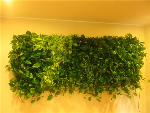Grădină verticală cu plante naturale – 7 Film, foto 3 din 5